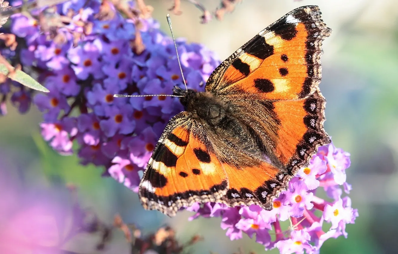 Photo wallpaper macro, flowers, butterfly, urticaria, buddleja