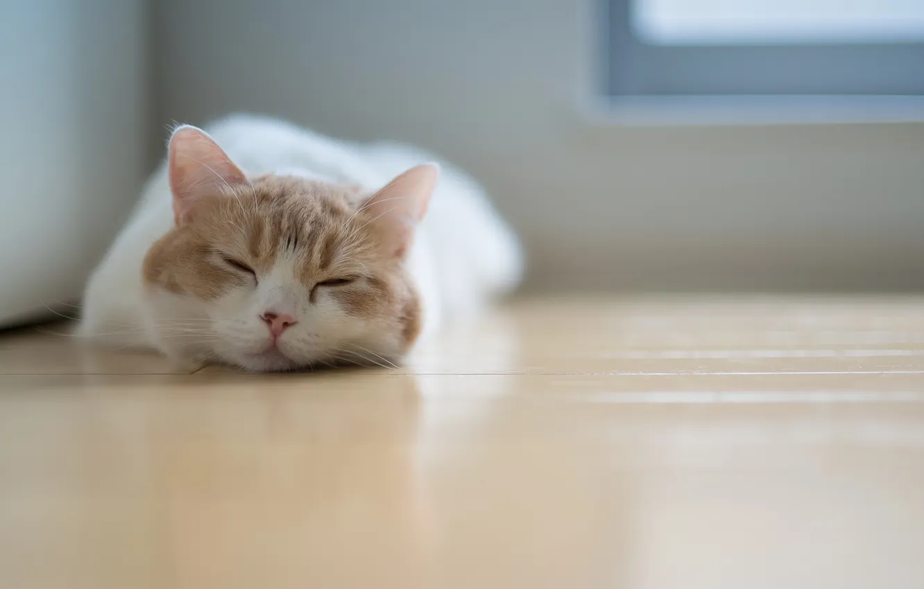 Photo wallpaper cat, sleep, sleeping, floor, lying, Ben Torode, Hannah, Benjamin Torode