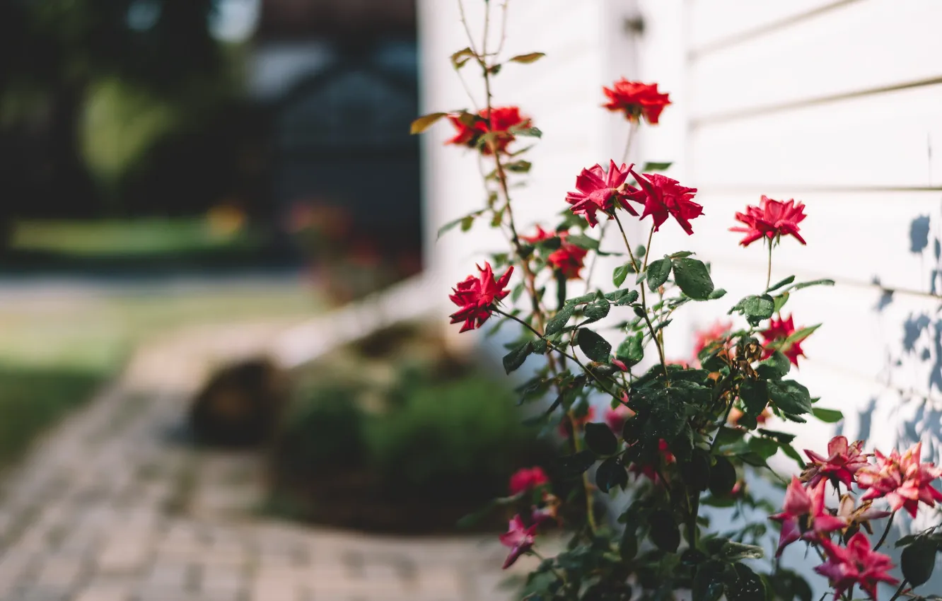 Photo wallpaper leaves, flowers, red, petals, yard
