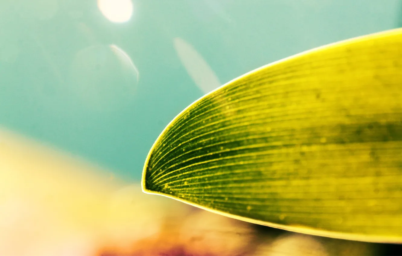 Photo wallpaper leaves, macro, green, background, bokeh, blurred