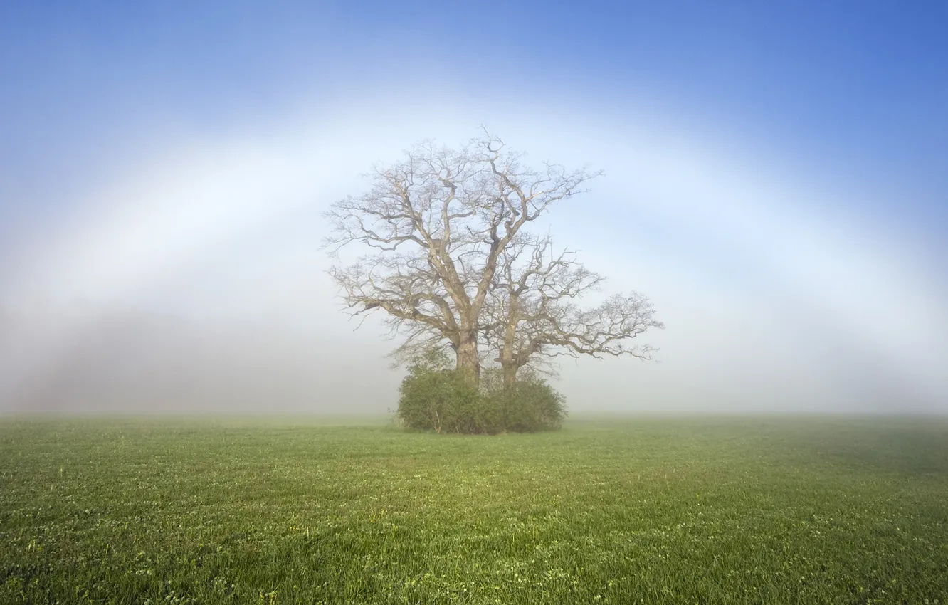 Photo wallpaper trees, nature, fog, glade