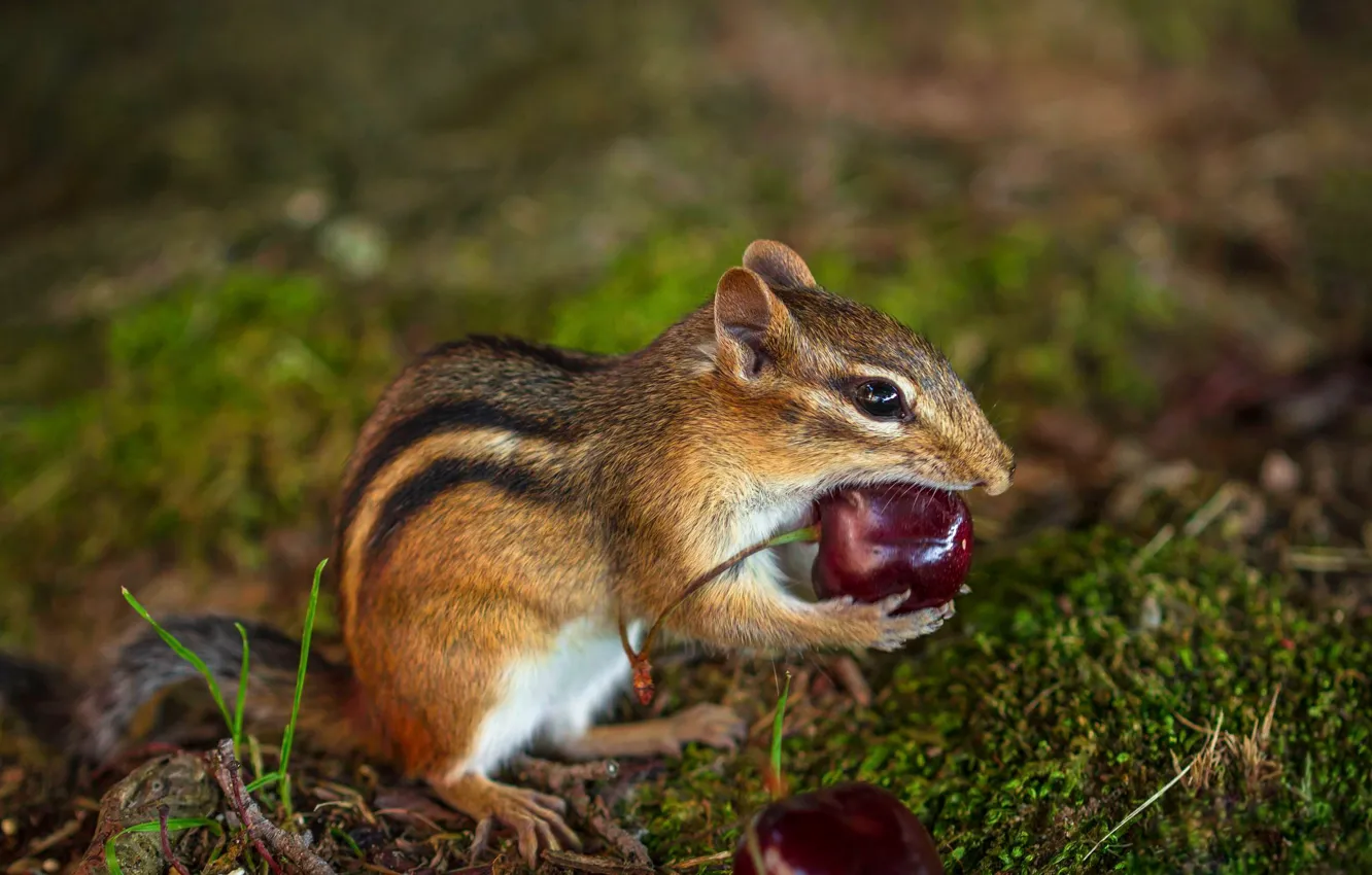 Photo wallpaper nature, cherry, pose, berries, moss, Chipmunk, bokeh, animal