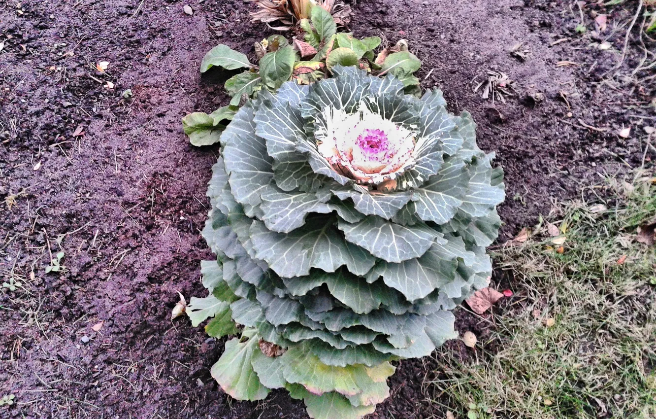 Photo wallpaper plant, cabbage, Ornamental Kale