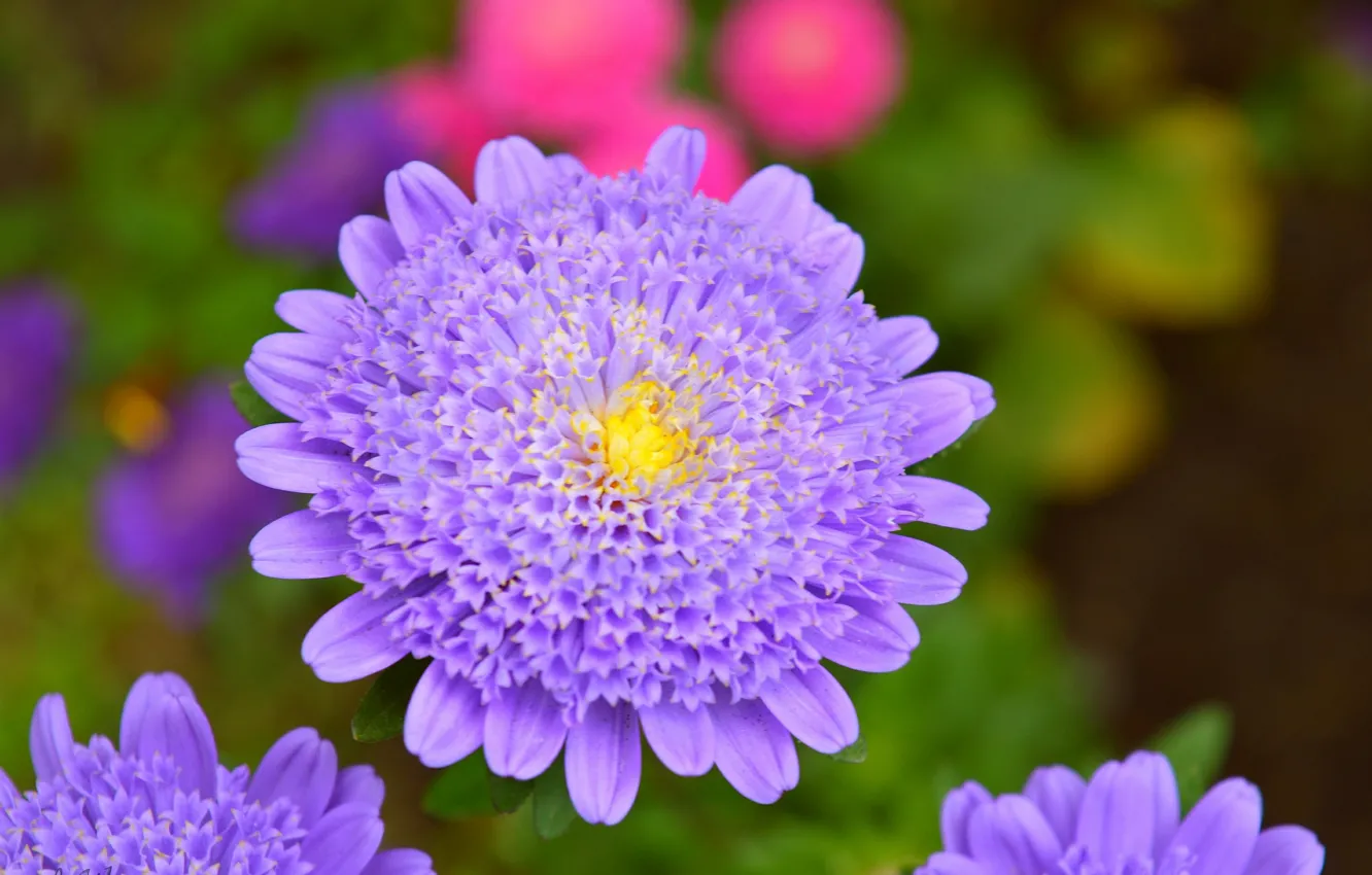 Photo wallpaper macro, macro, Purple flower, Purple flower, Korostovec, Knautia