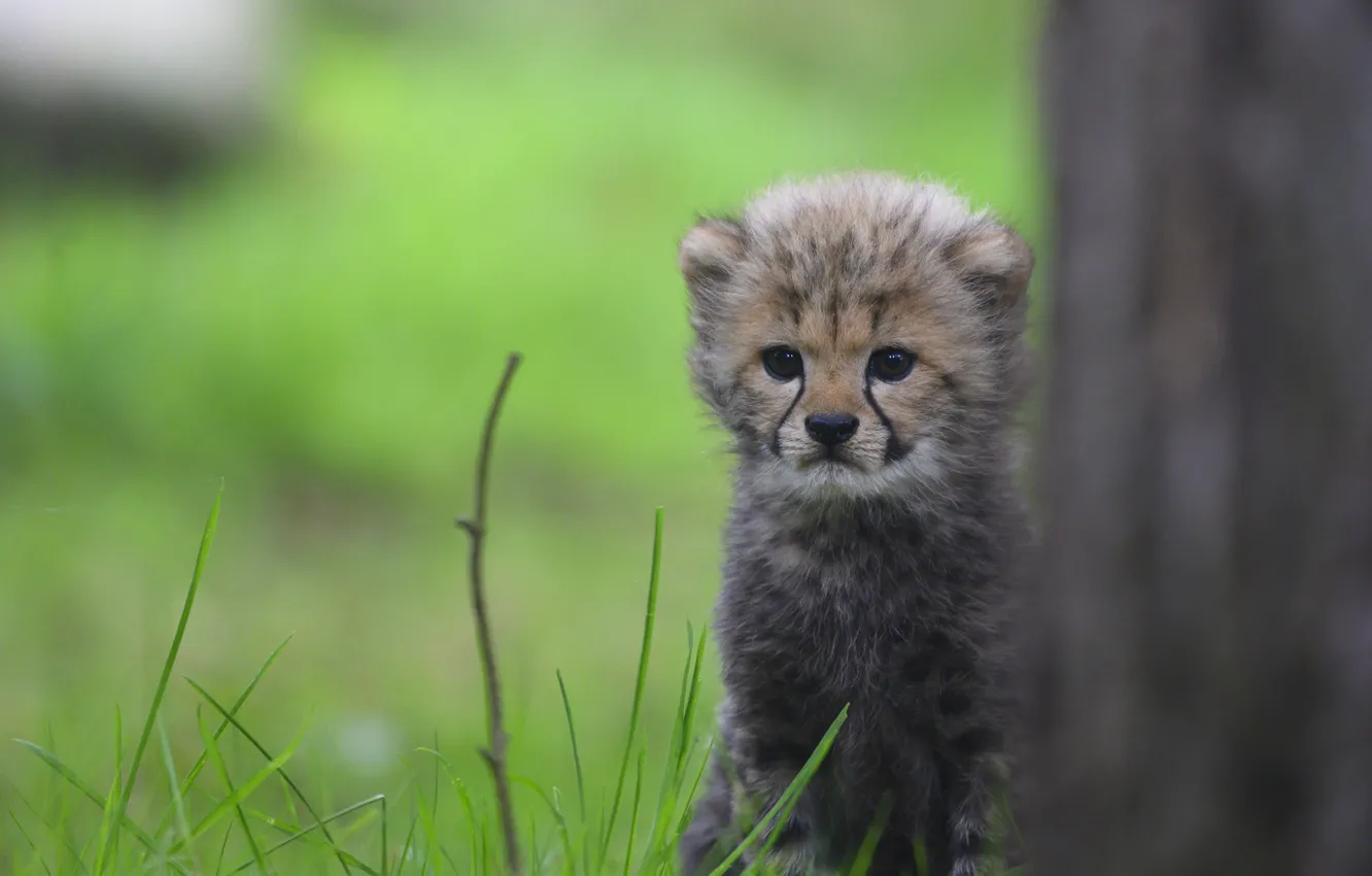 Photo wallpaper grass, look, kitty, tree, baby, muzzle, Cheetah, cub