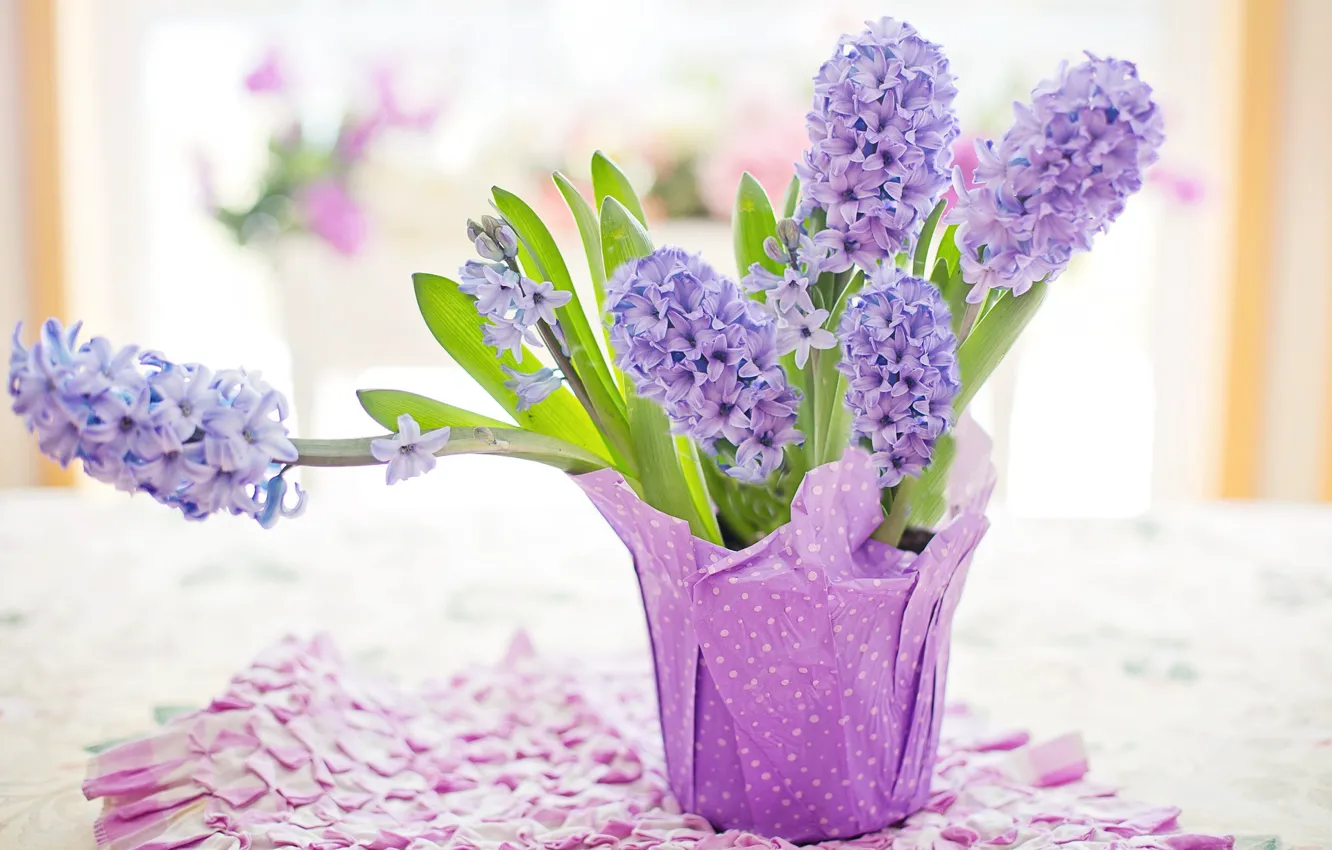 Photo wallpaper purple, nature, spring, pastel, hyacinth