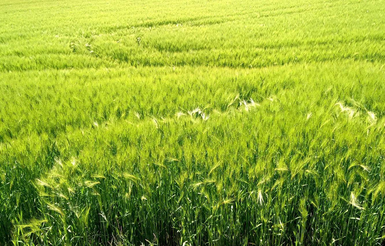 Photo wallpaper may, Switzerland, trees, field, spring, harvest, Grainfield, agriculture