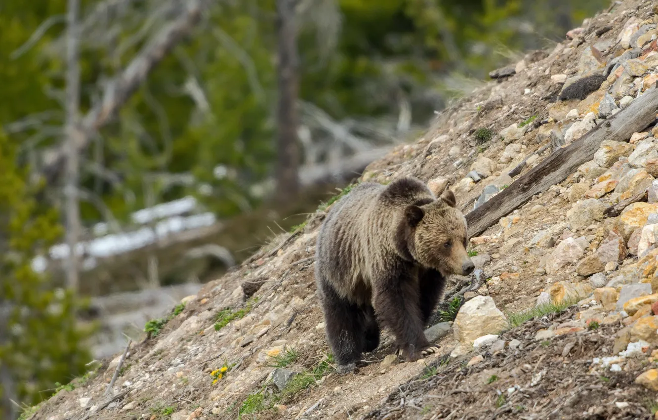 Photo wallpaper nature, bear, Grizzly