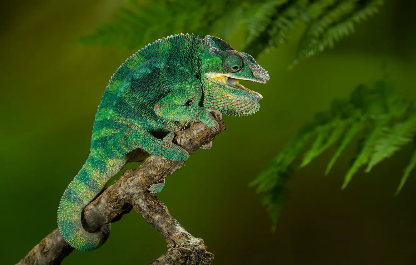 Photo wallpaper chameleon, animal, cold-blooded