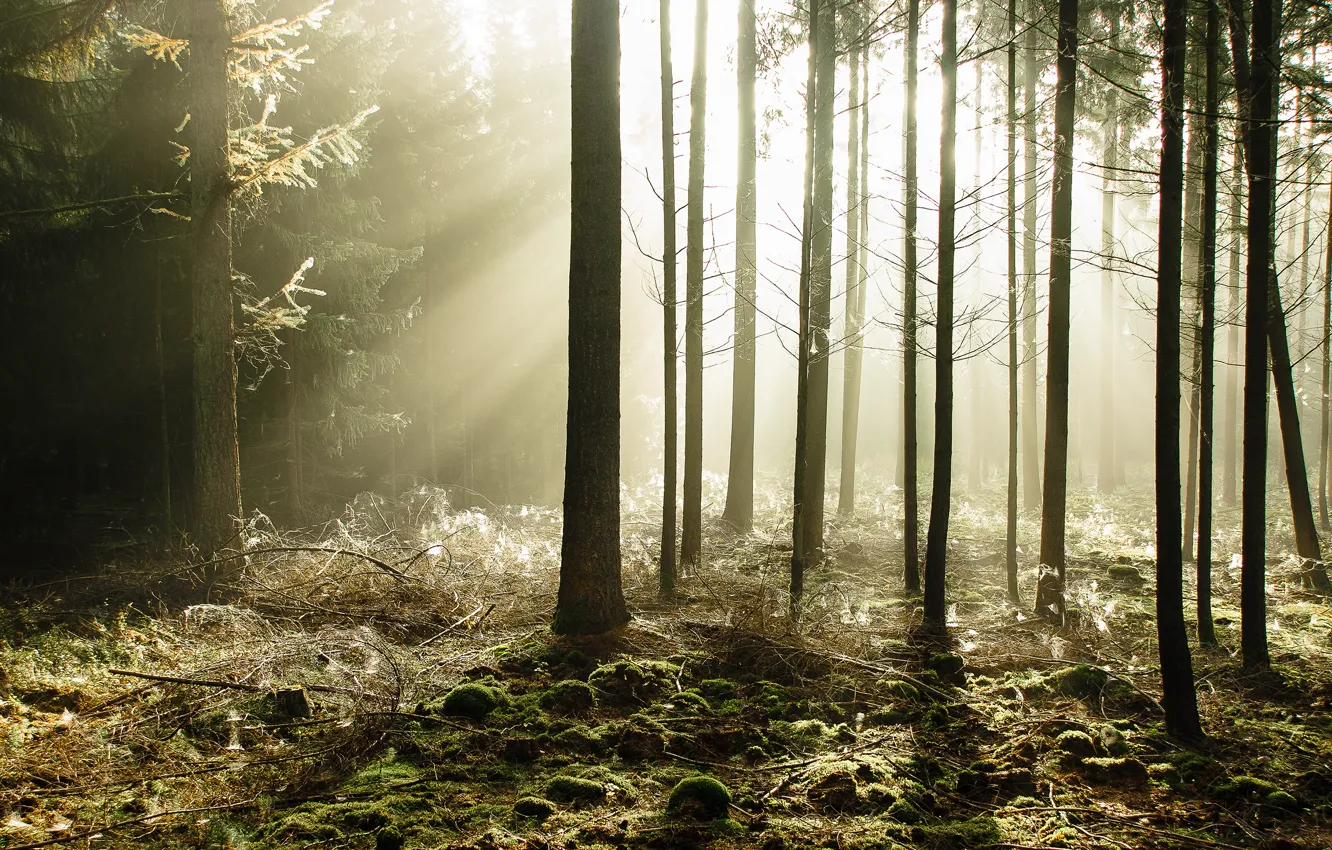 Photo wallpaper forest, trees, the rays of the sun