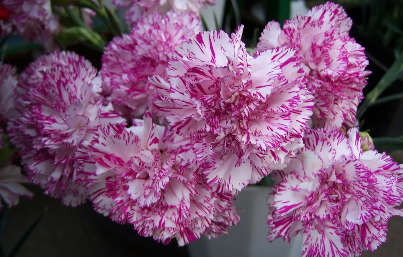 Photo wallpaper flowers, clove, Meduzanol ©, Speckled