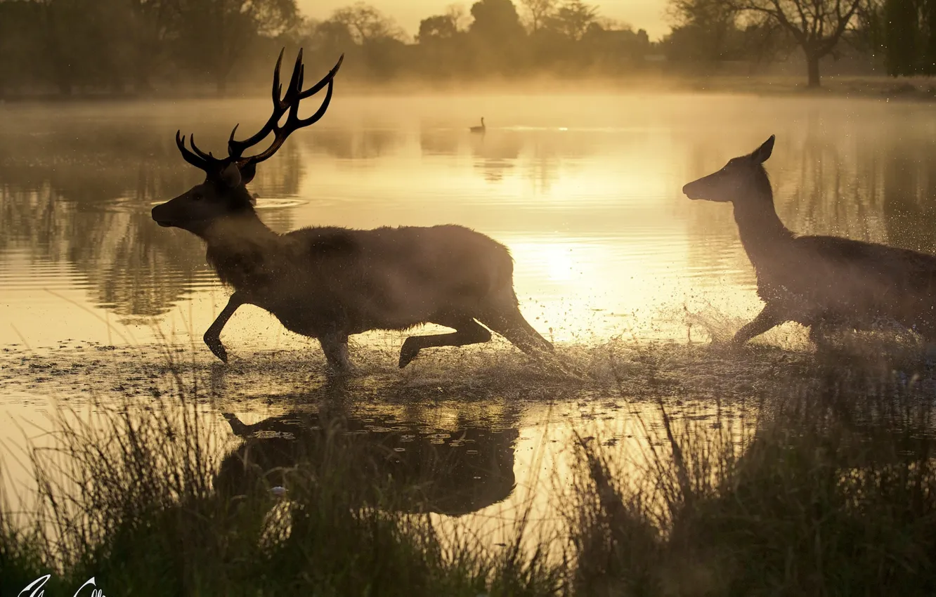 Photo wallpaper lake, morning, haze, deer