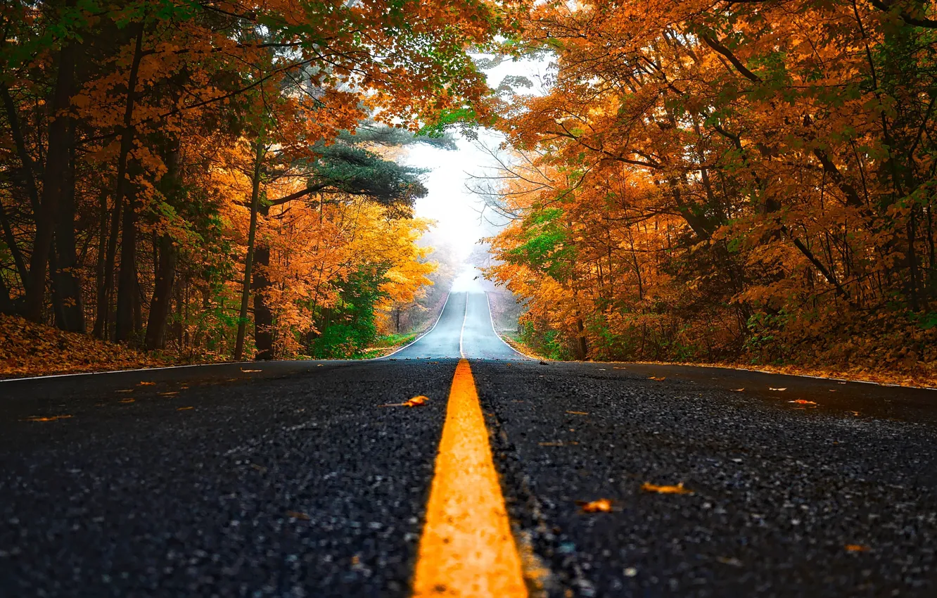 Photo wallpaper road, autumn, forest, trees, yellow, fog