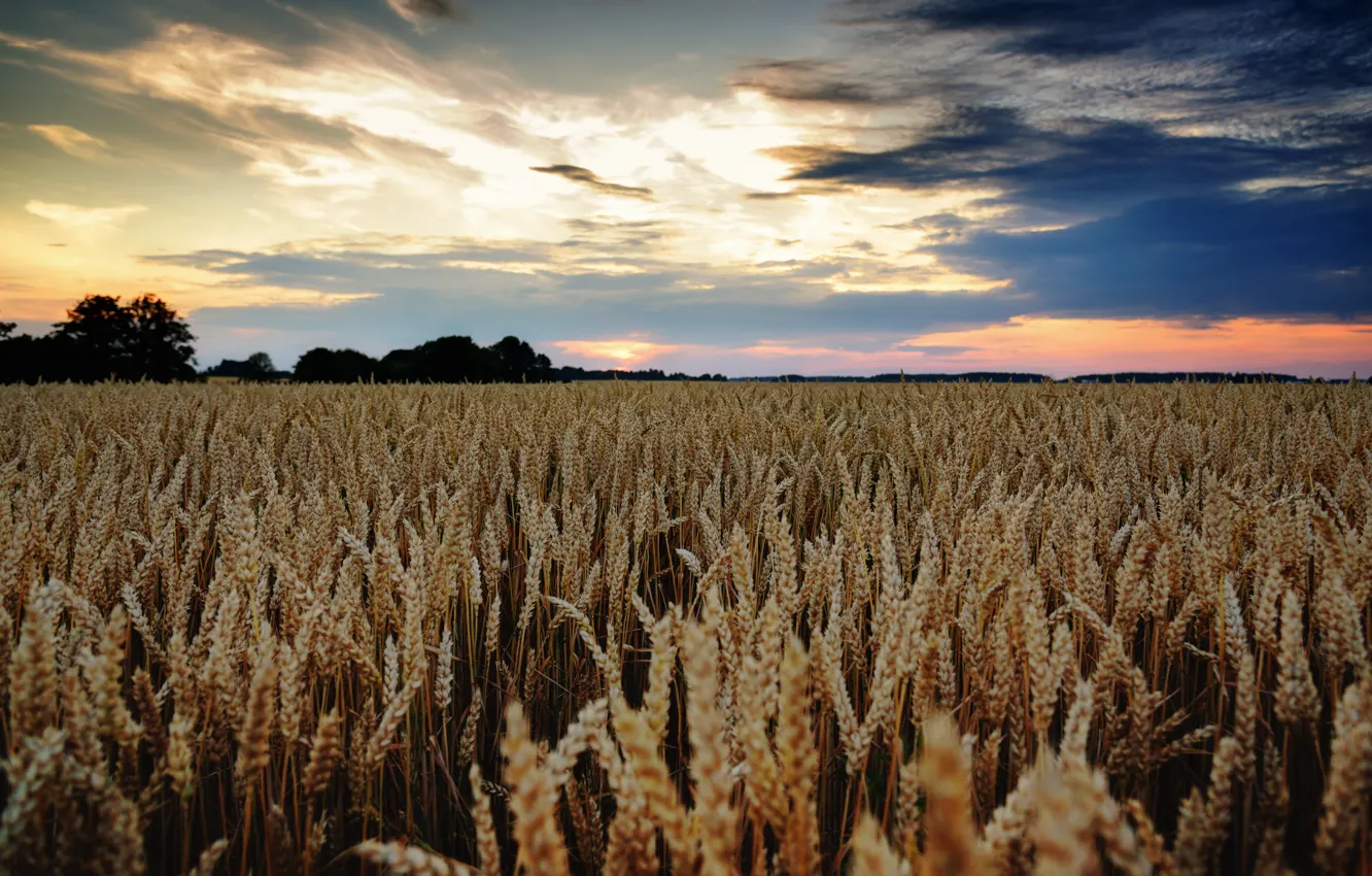 Photo wallpaper wheat, field, clouds, ears