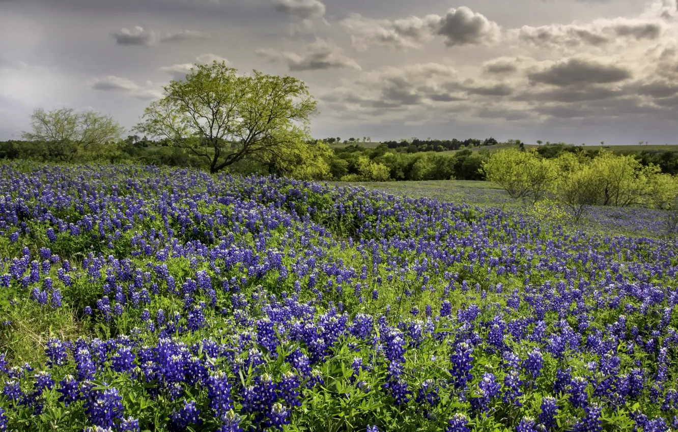 Photo wallpaper field, flowers, spring