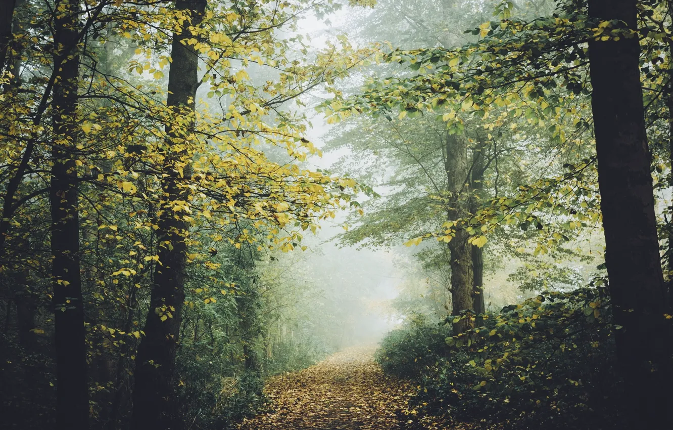 Photo wallpaper autumn, forest, nature, trail, track
