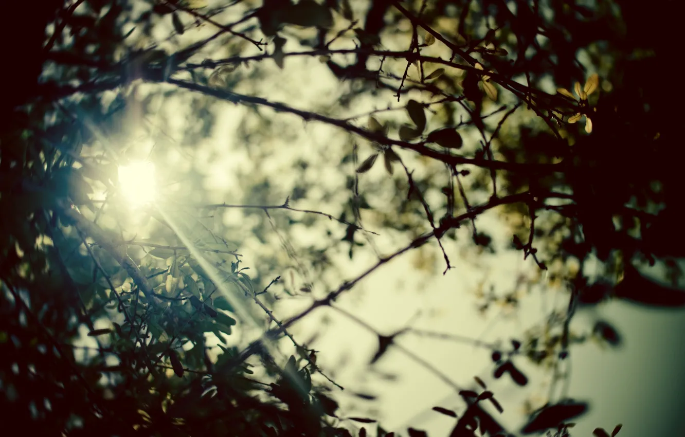 Photo wallpaper summer, leaves, the sun, rays, trees, branches, nature, photo