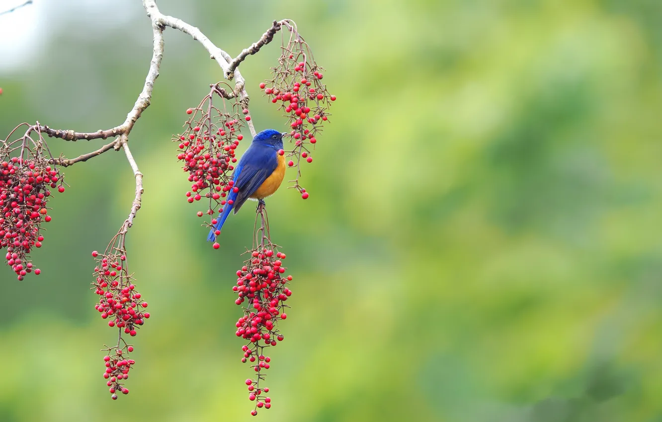 Photo wallpaper berries, tree, bird