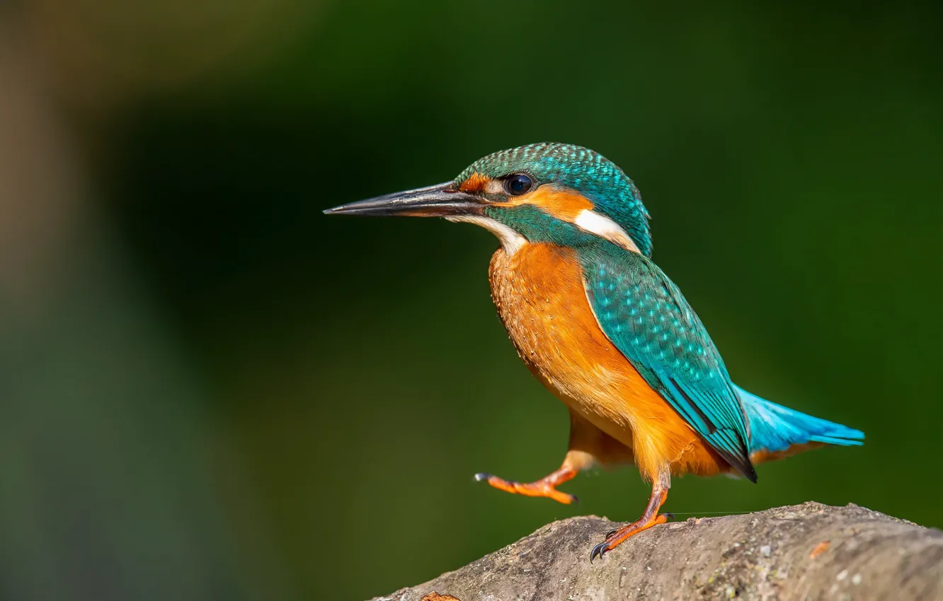 Photo wallpaper bird, beak, Kingfisher