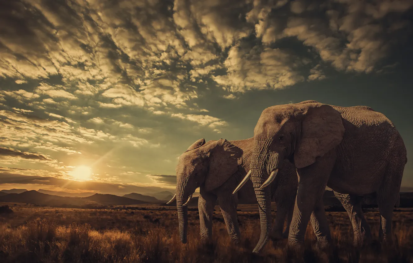 Photo wallpaper sunset, nature, elephants