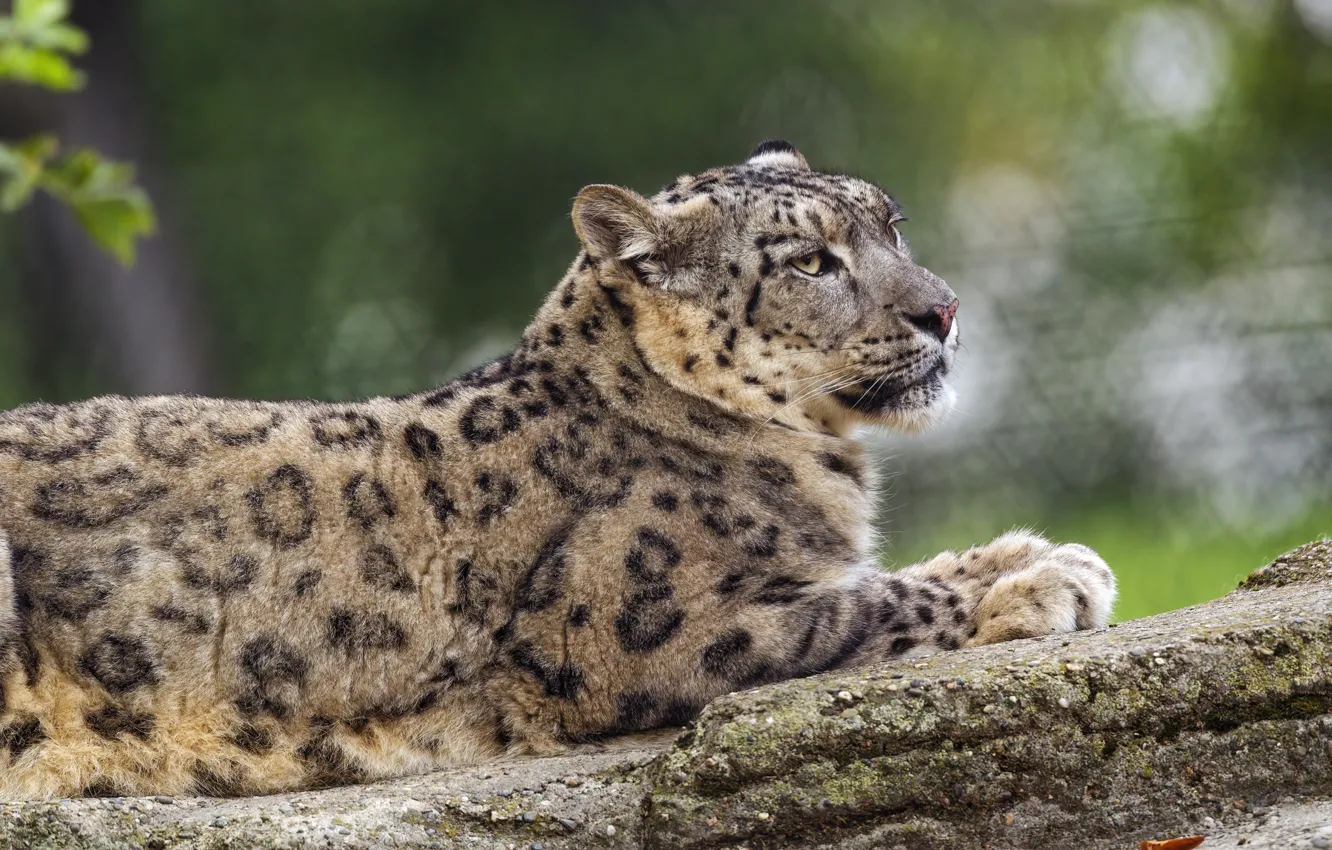 Photo wallpaper nature, lies, IRBIS, snow leopard
