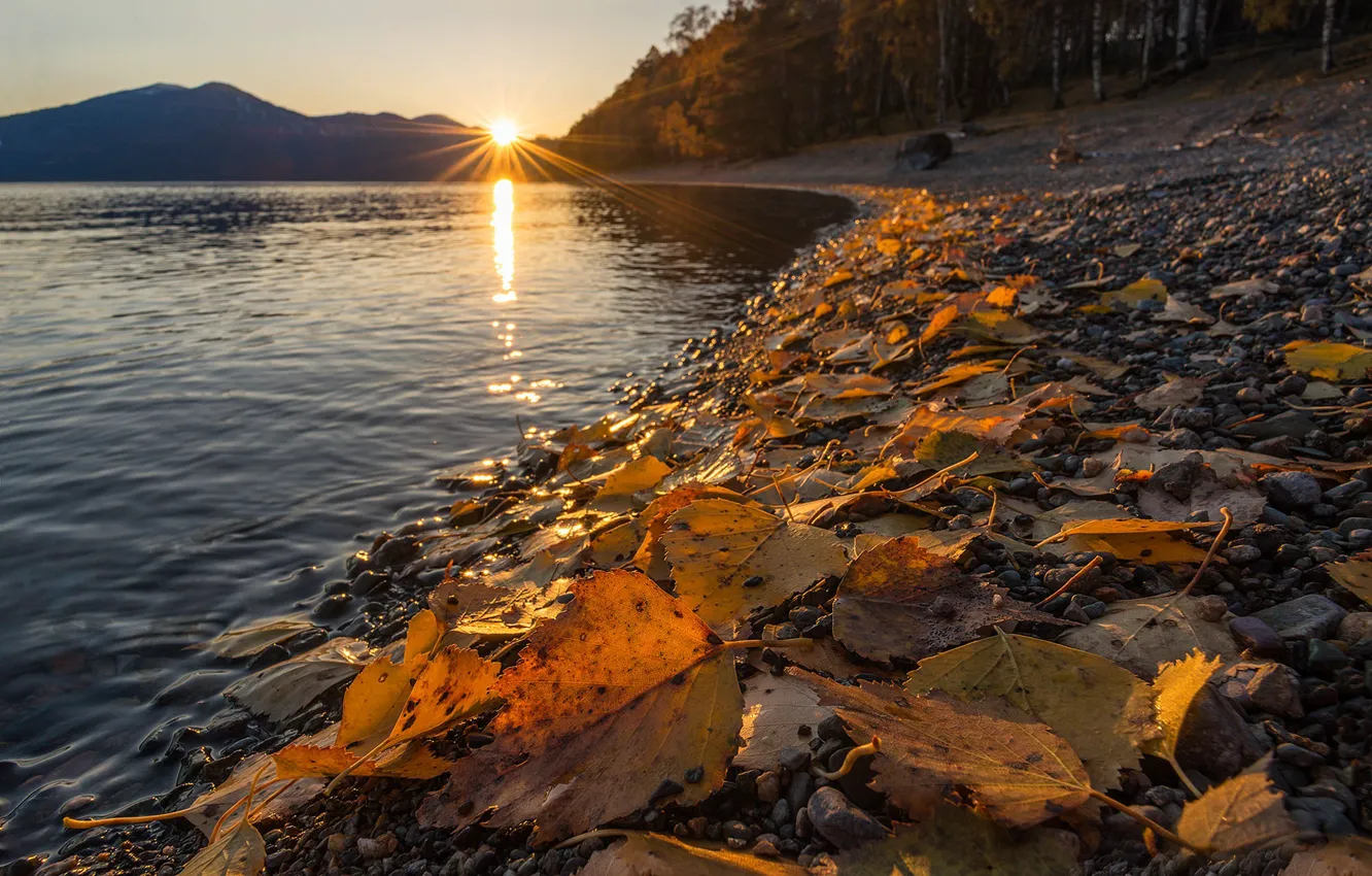 Photo wallpaper leaves, shore, Teletskoye lake, Altai reserve