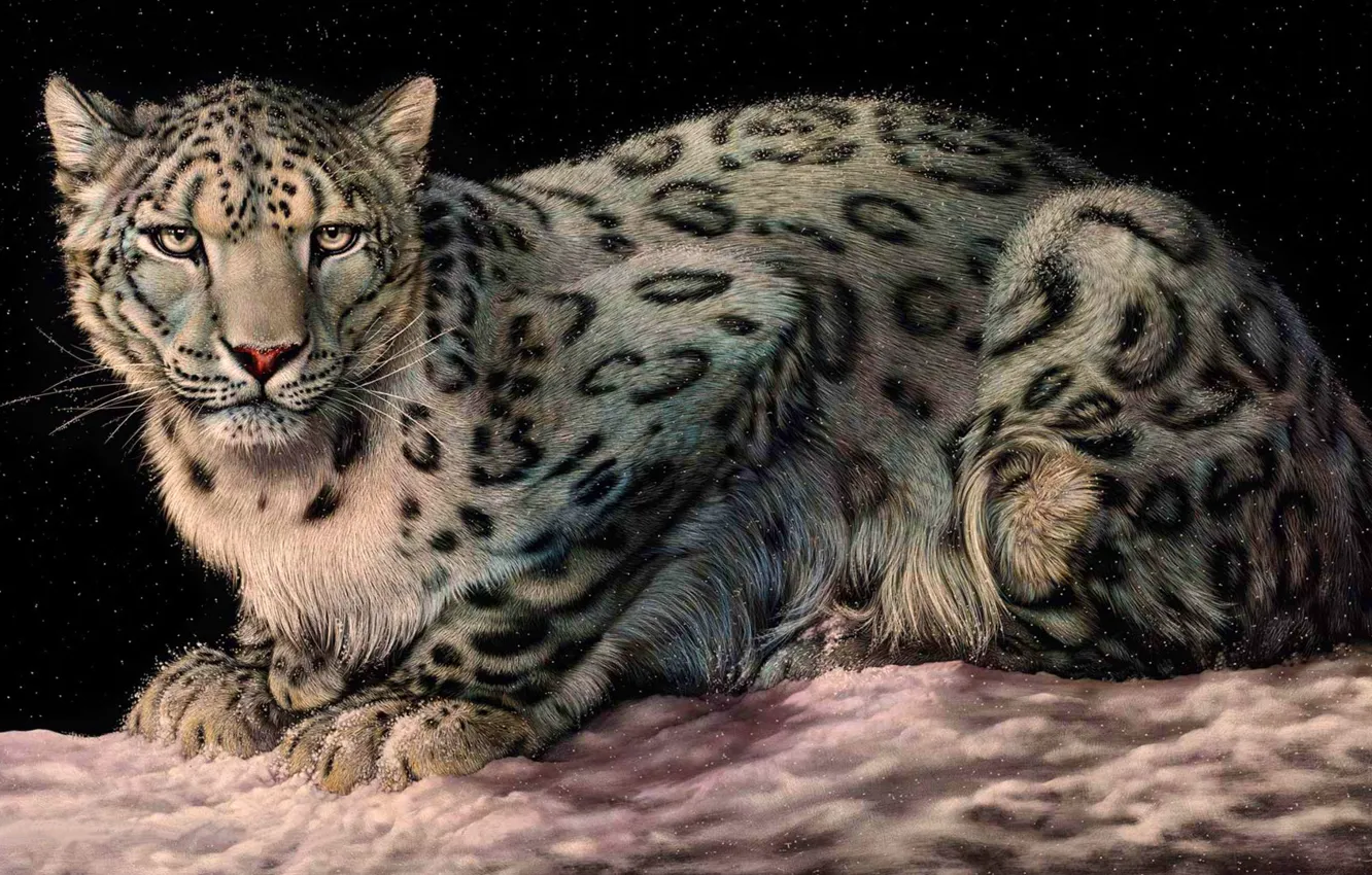 Wallpaper cat, animal, big cat, .White Leopard images for desktop