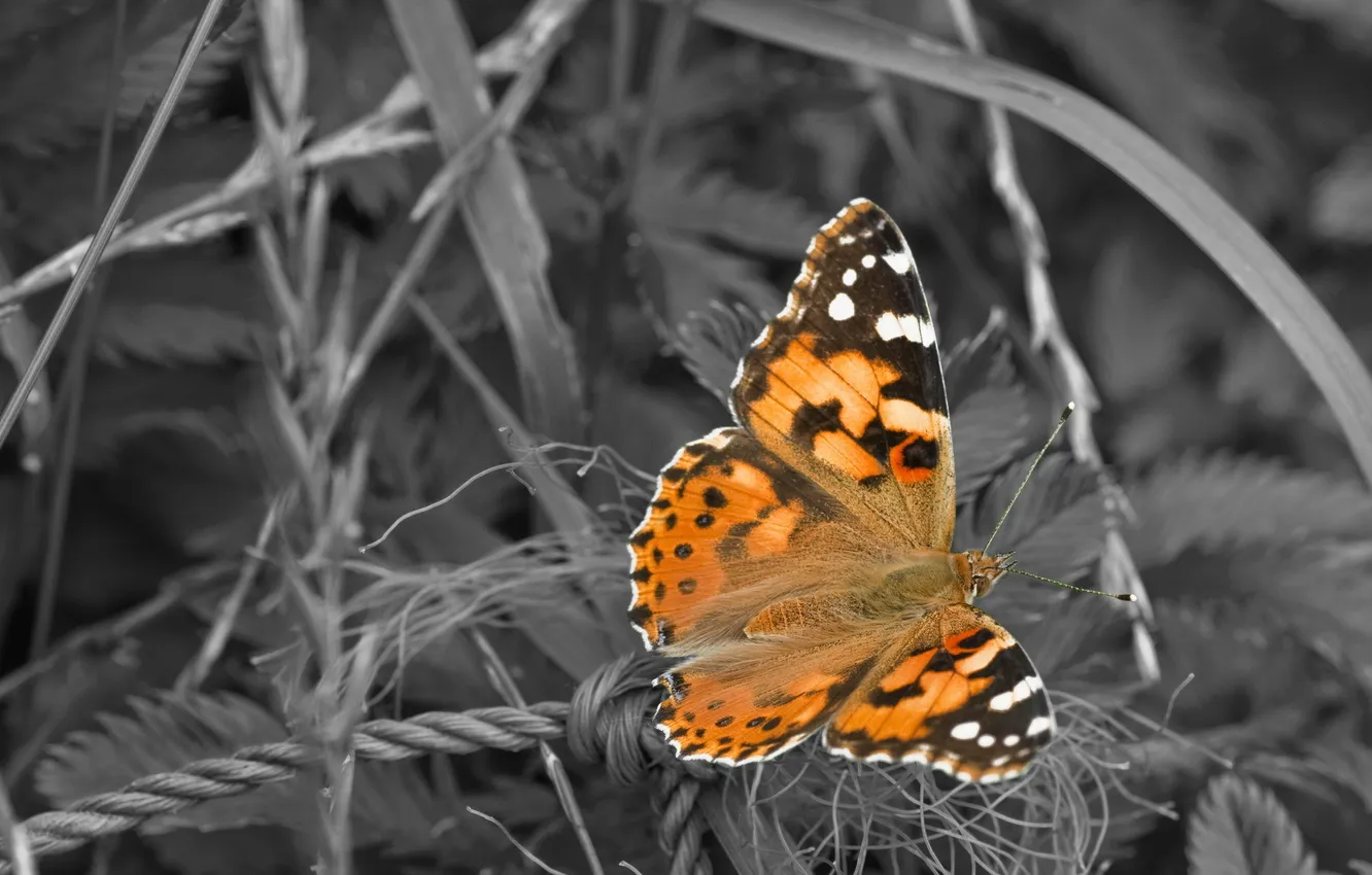 Photo wallpaper summer, nature, butterfly