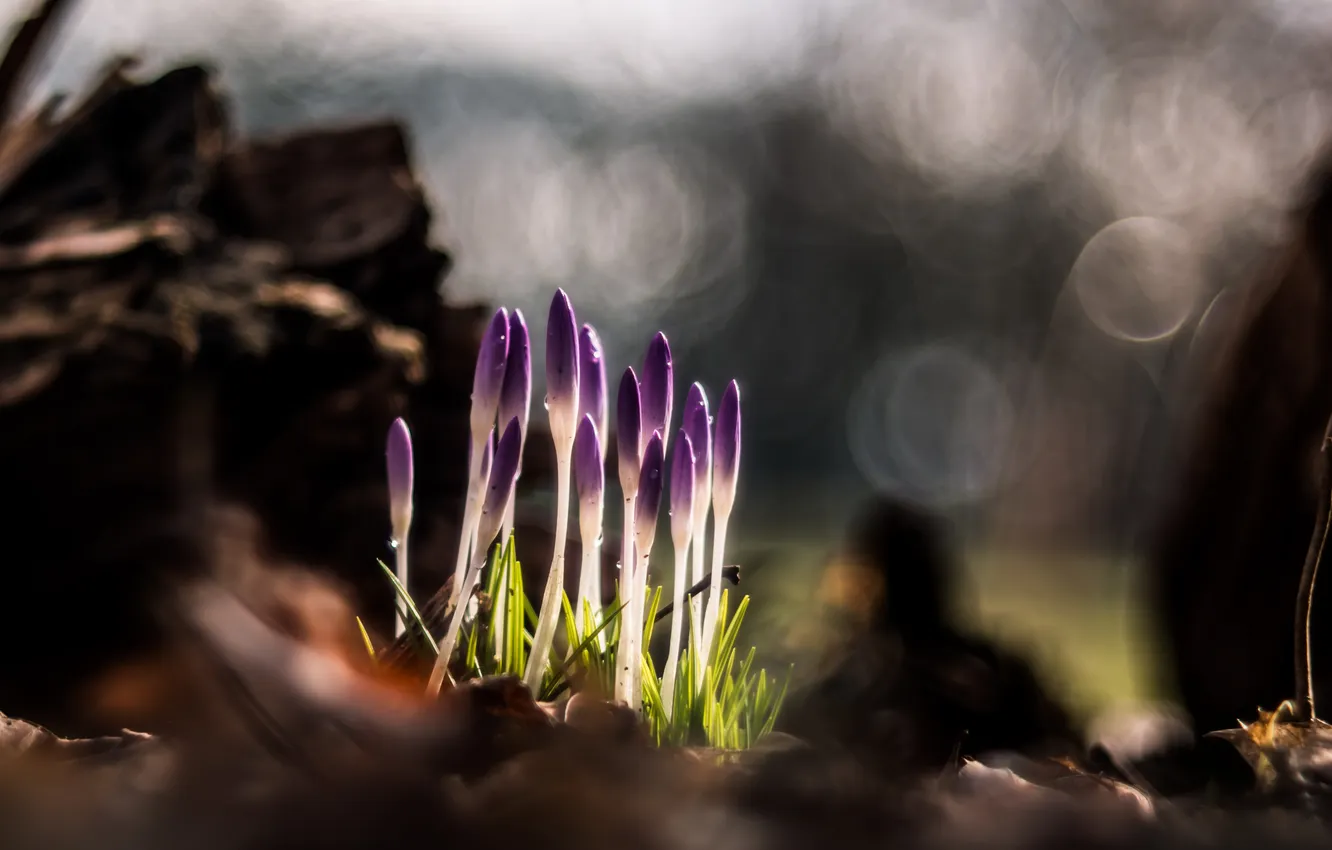 Photo wallpaper flowers, nature, background