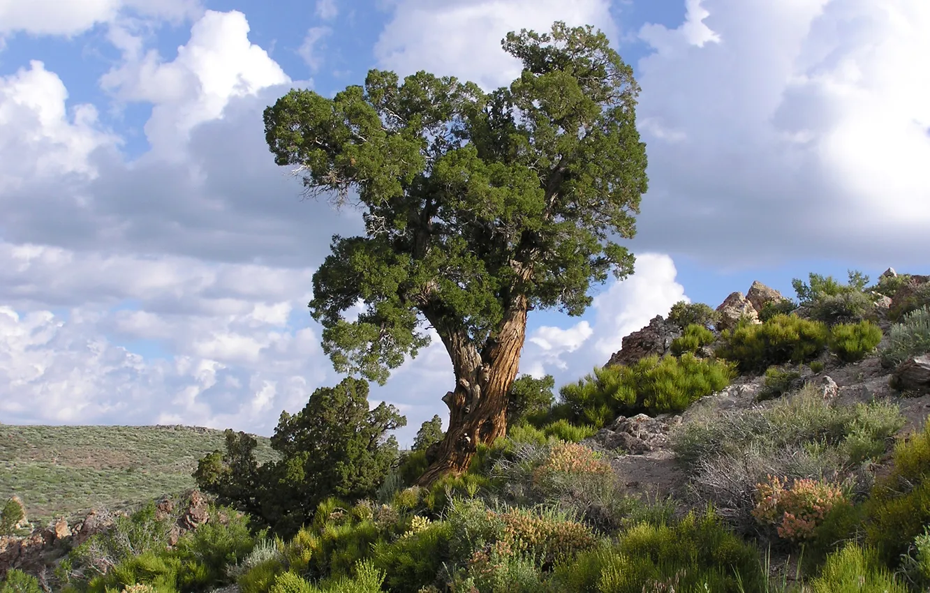 Photo wallpaper the sky, clouds, trees, hills