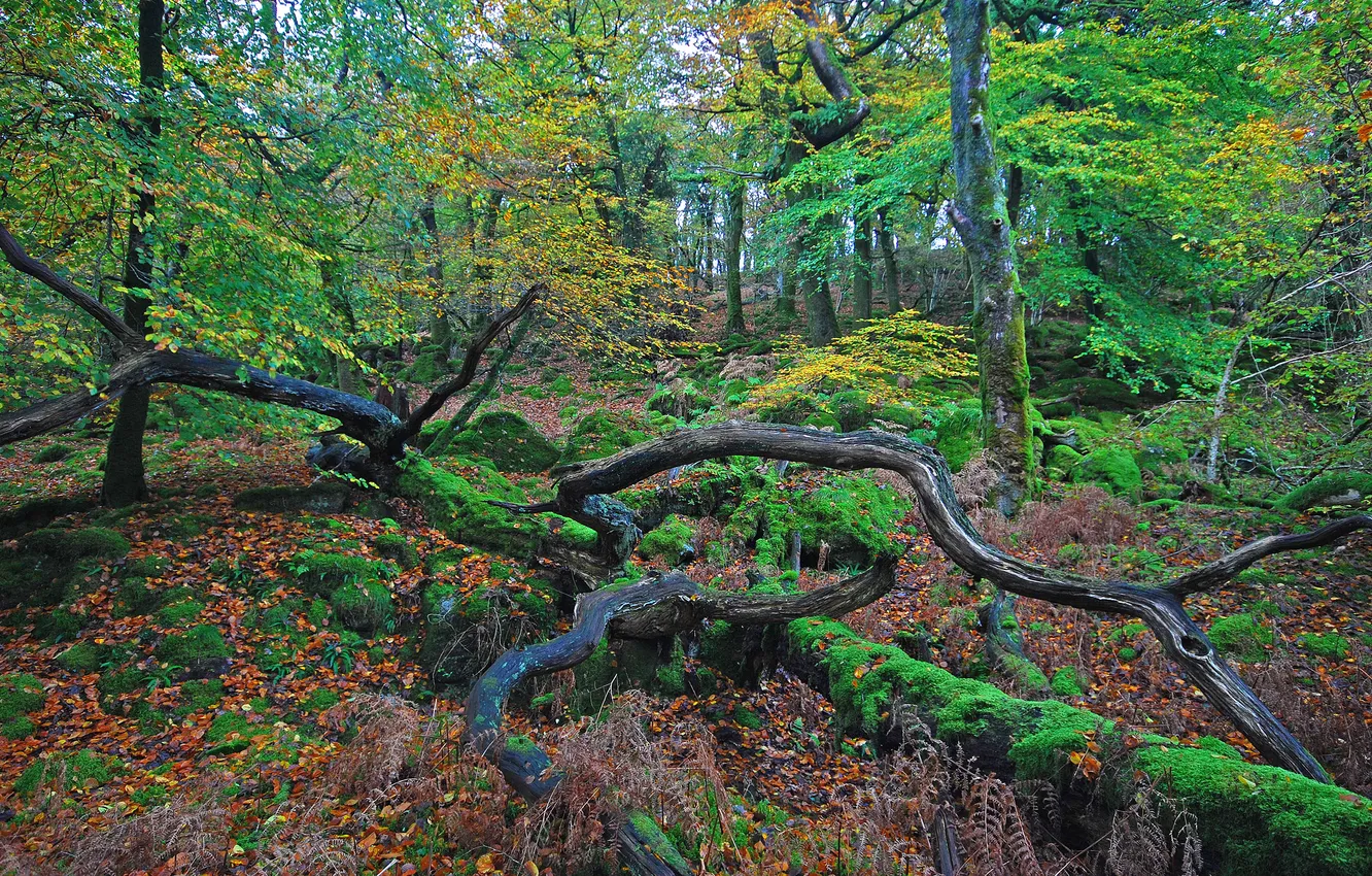 Photo wallpaper autumn, forest, leaves, trees, stick, Nature, driftwood