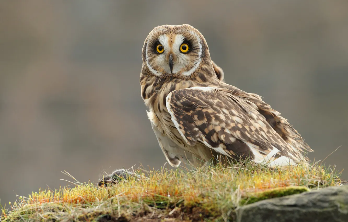 Photo wallpaper grass, owl, bird, opinie