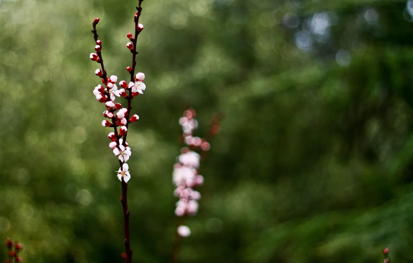 Photo wallpaper branches, cherry, background, blur, blooming