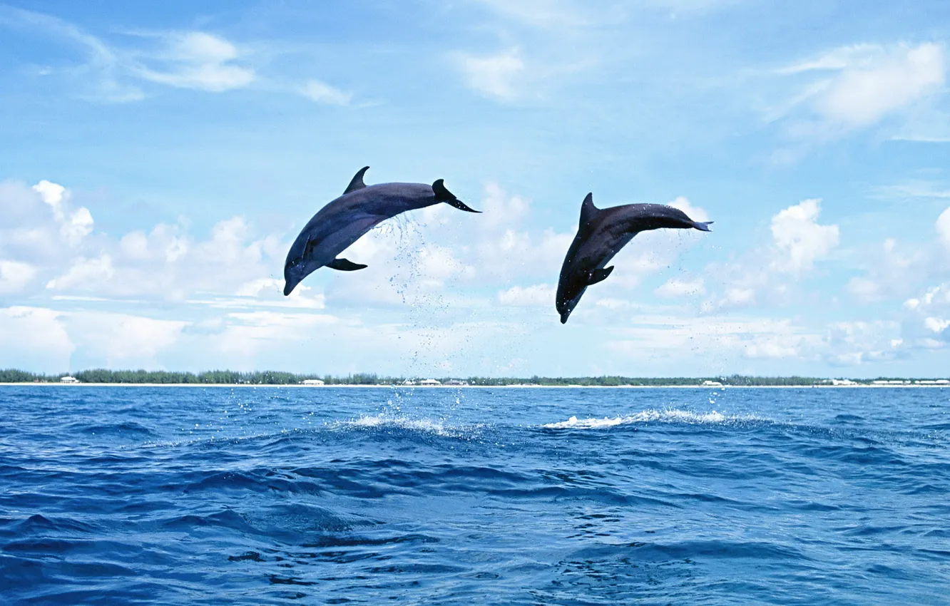 Photo wallpaper sea, the sky, water, Islands, nature, jump, dolphins, mammal