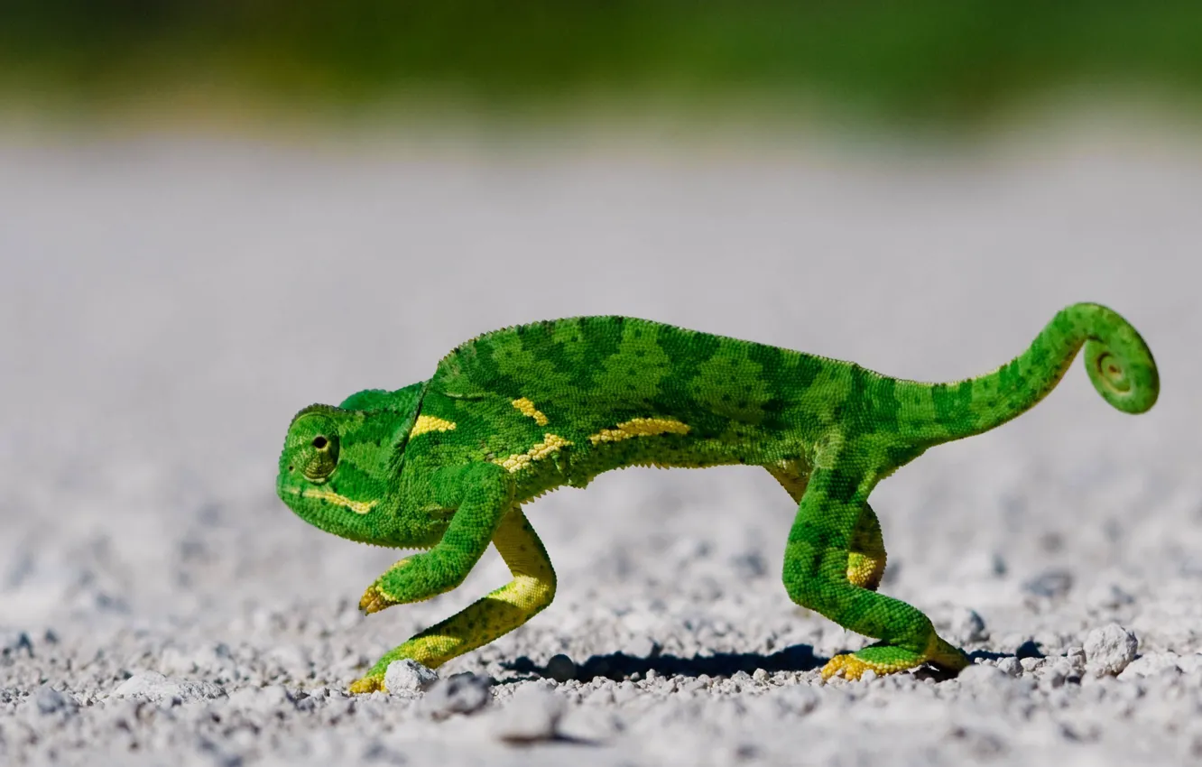Photo wallpaper green, chameleon, scales