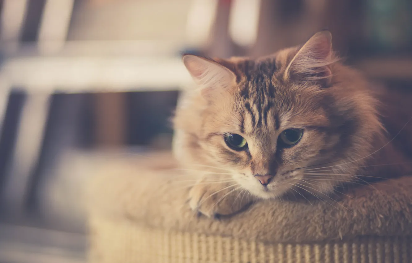 Photo wallpaper cat, cat, mustache, wool