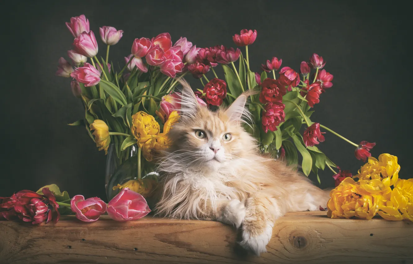 Photo wallpaper cat, cat, flowers, table, lies
