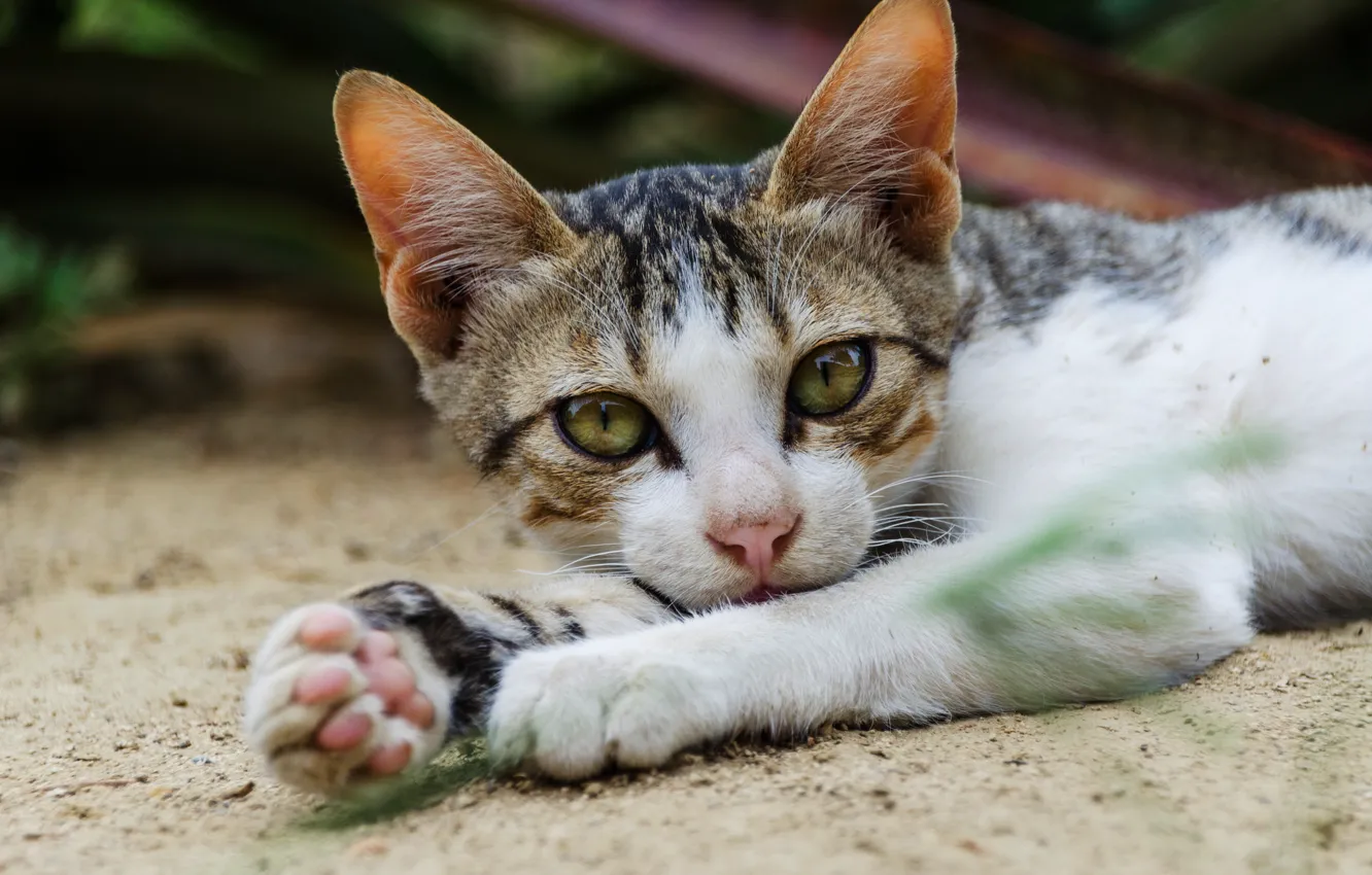 Photo wallpaper cat, eyes, look, nature, pose, background, portrait, paws