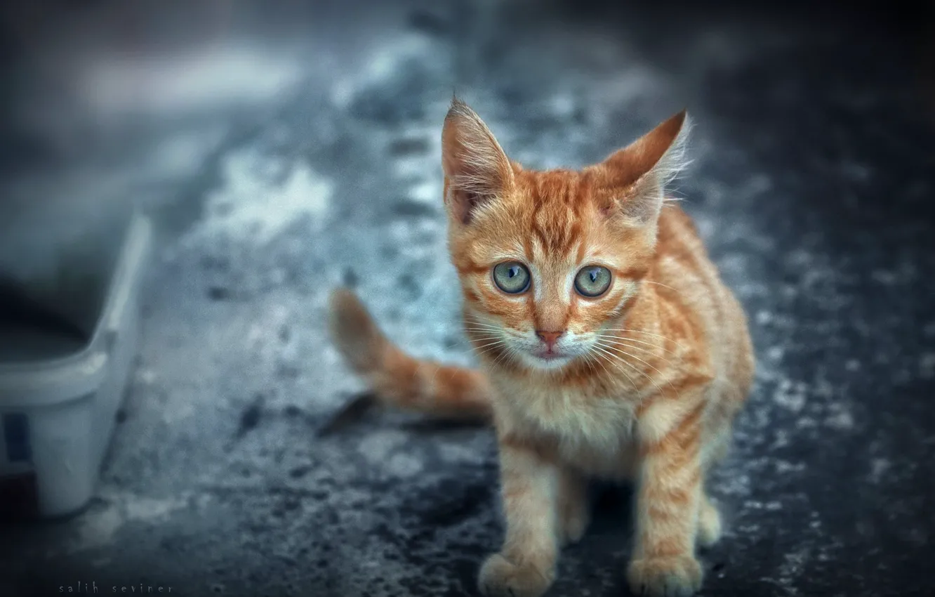 Photo wallpaper look, red, kitty