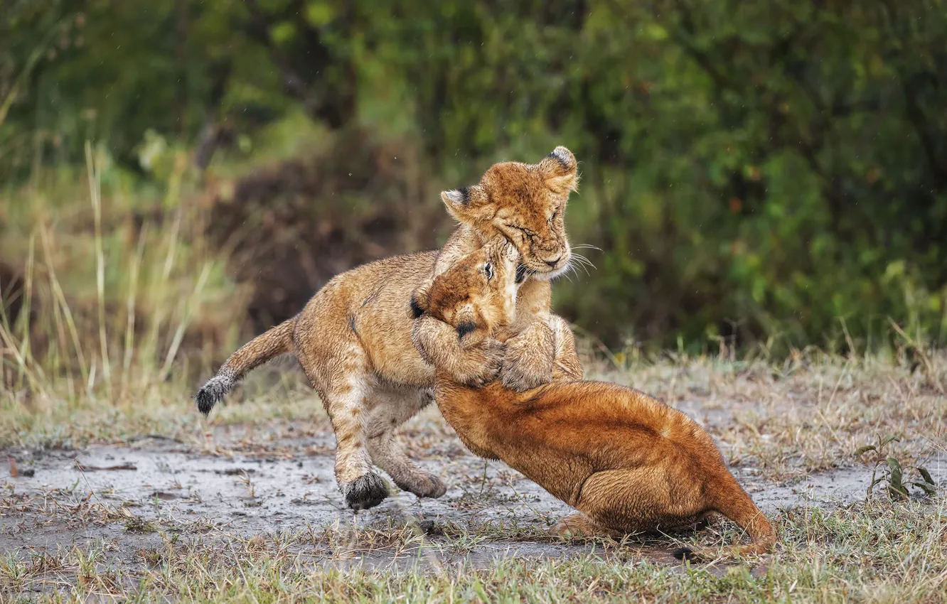 Photo wallpaper nature, rain, the game, fight, dirt, lions, the cubs, a couple