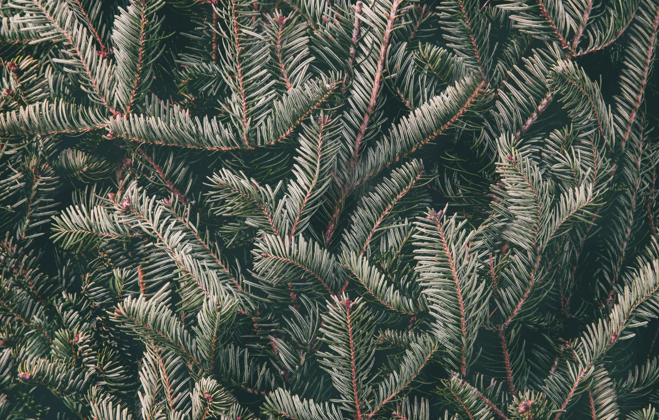 Photo wallpaper macro, needles, branches, spruce, needles