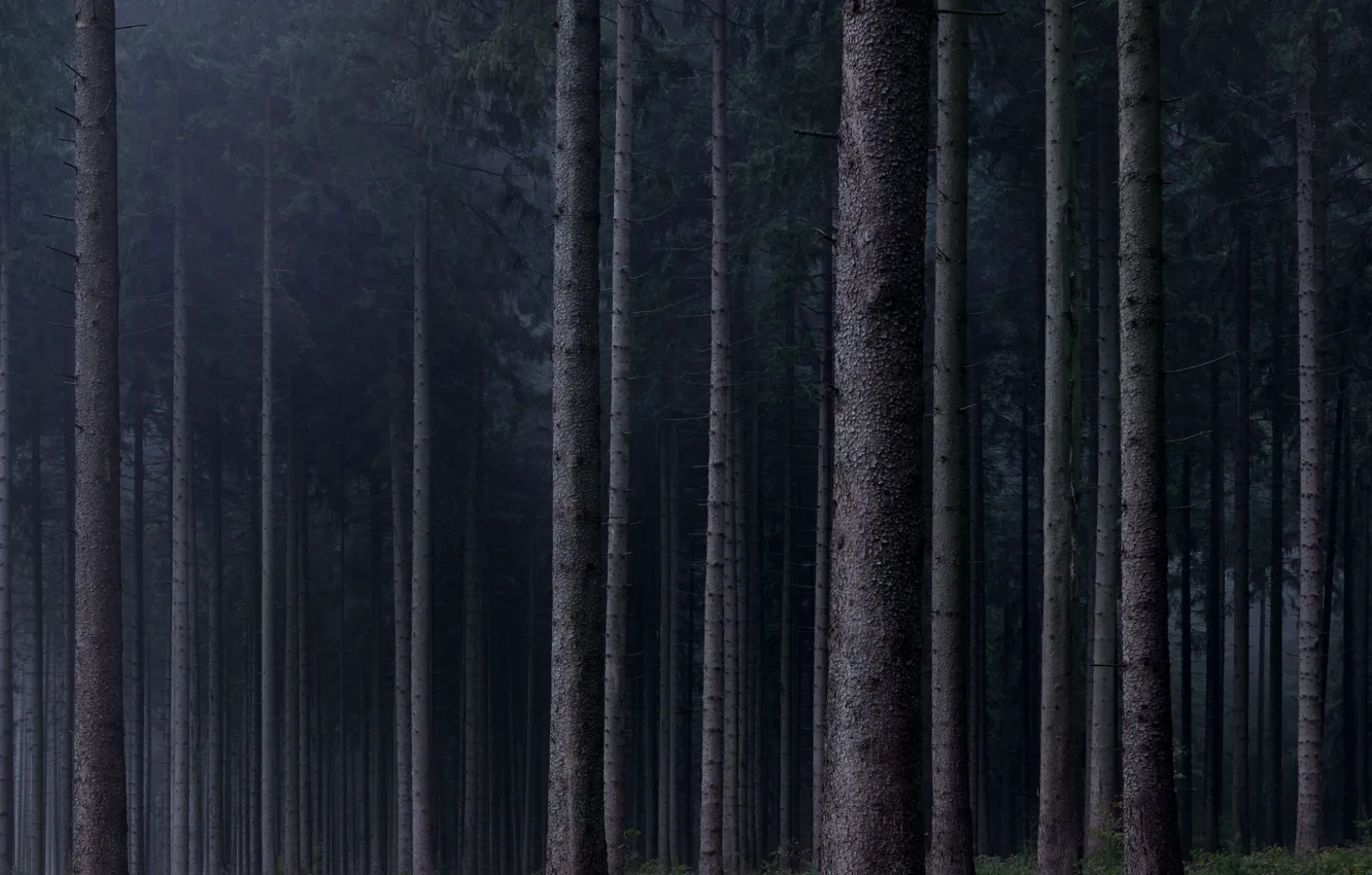 Photo wallpaper forest, trees, nature