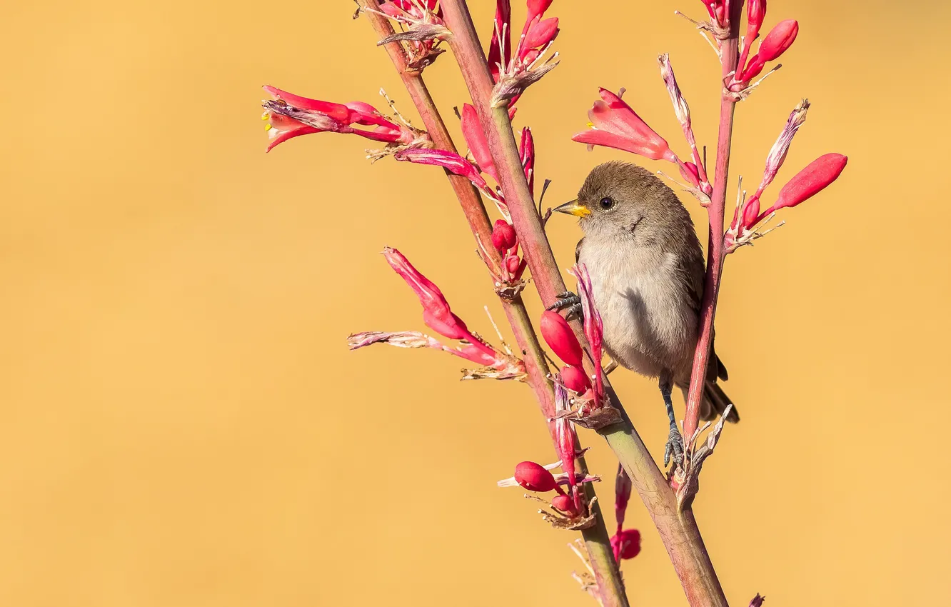Photo wallpaper branches, bird, baby