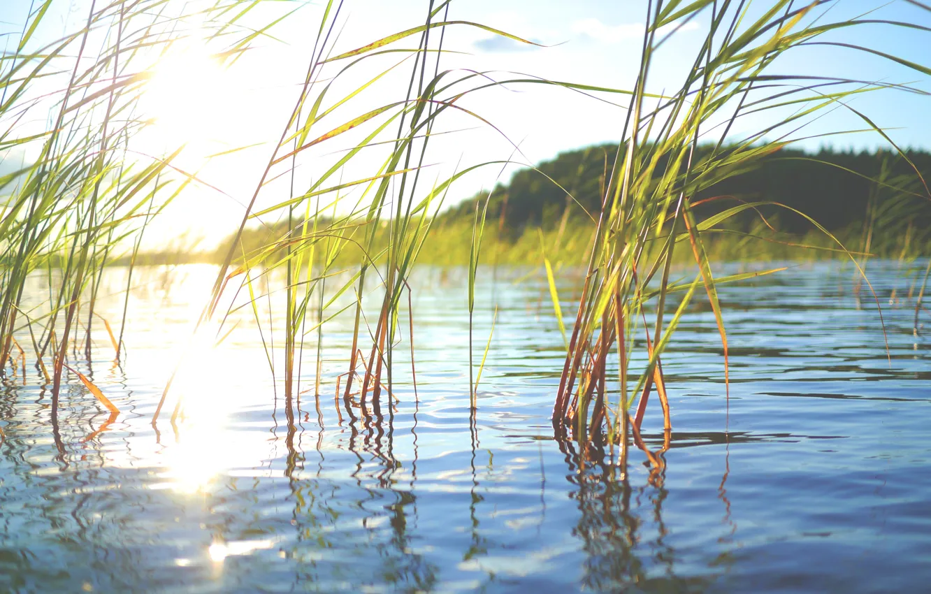 Photo wallpaper summer, grass, water, the sun, nature, river, plant