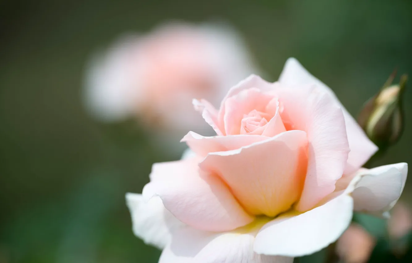 Photo wallpaper macro, tenderness, rose, petals, bokeh