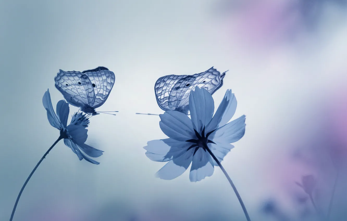 Photo wallpaper butterfly, flowers, nature, garden, Blue tones