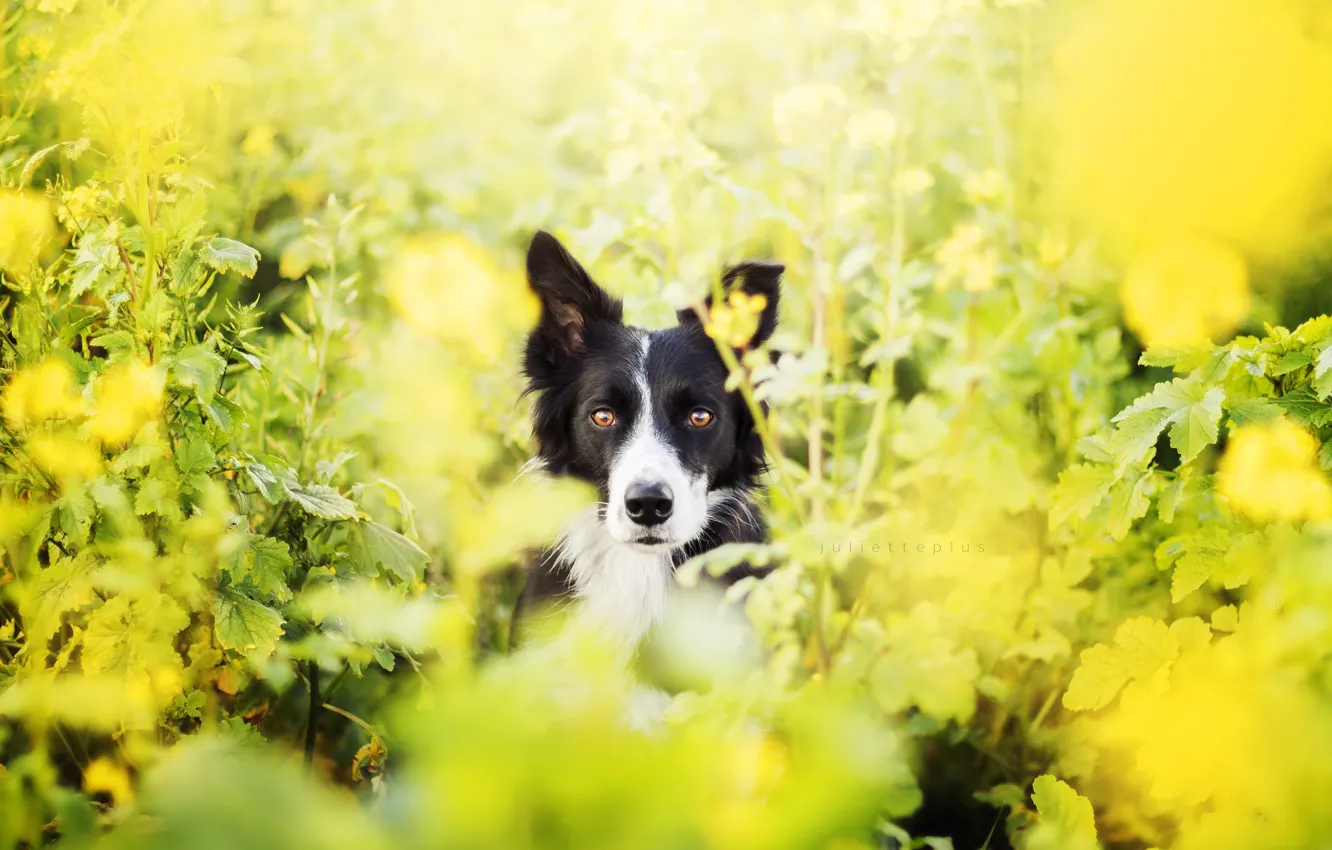 Photo wallpaper summer, nature, dog