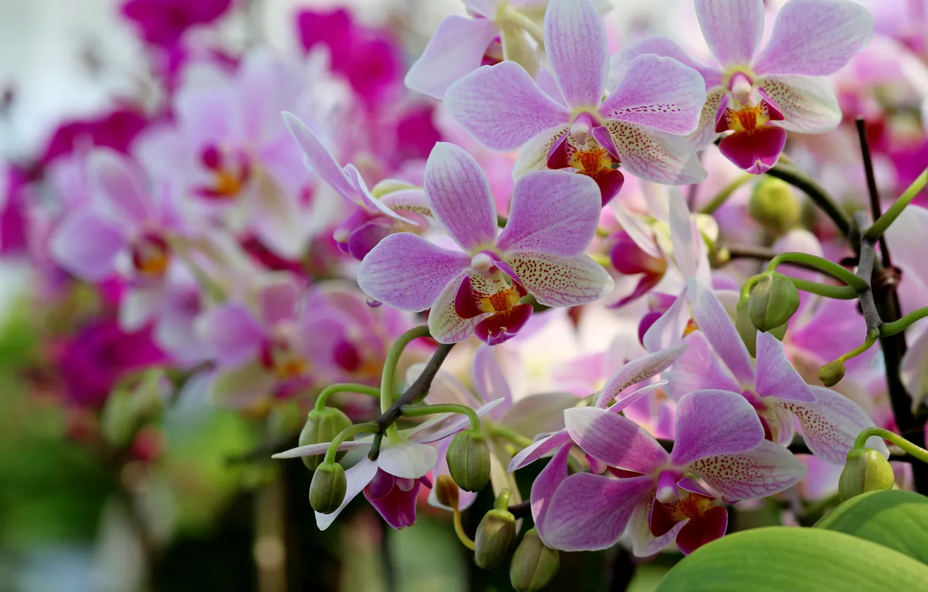 Photo wallpaper flowers, branches, pink, orchids, buds, a lot, Orchid, bokeh