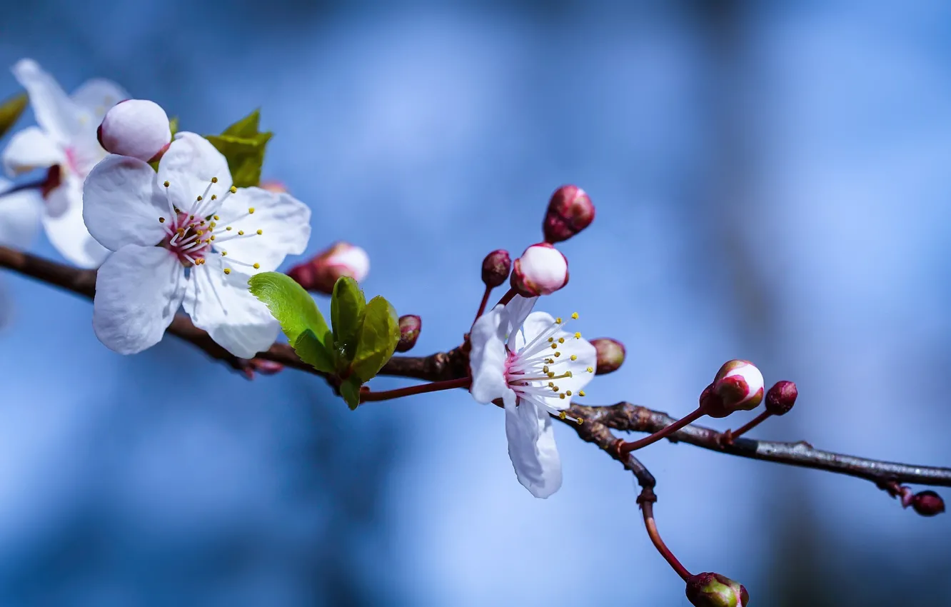 Photo wallpaper flowers, branches, spring