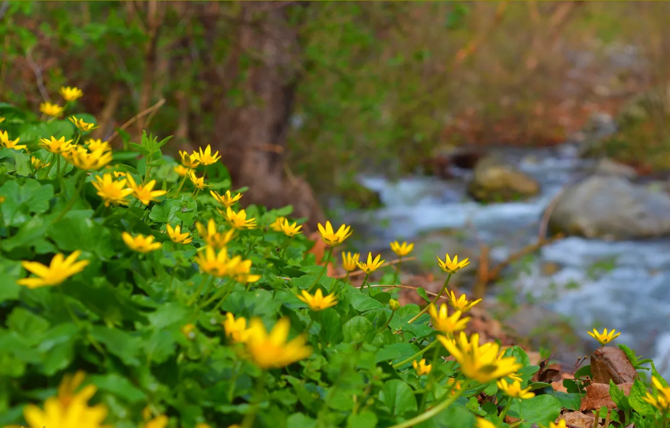 Photo wallpaper nature, stream, spring, nature, spring, yellow flowers, Yellow flowers, The Chistyakov